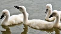 rybník swans-1436266 1280